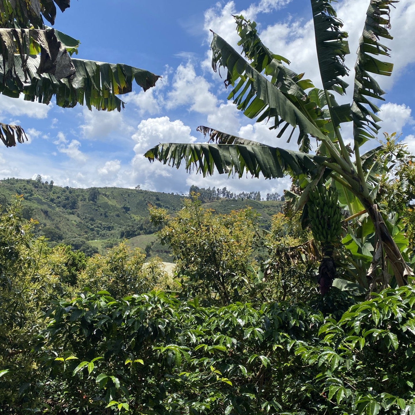 Coffee Beans Colombia Natural