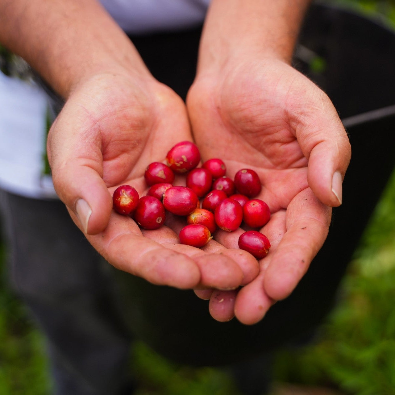 Coffee Beans Colombia Natural