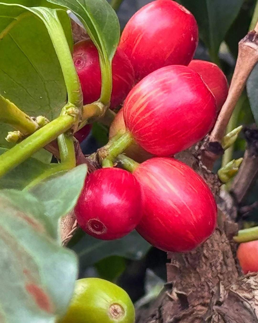 Coffee Beans Colombia Natural